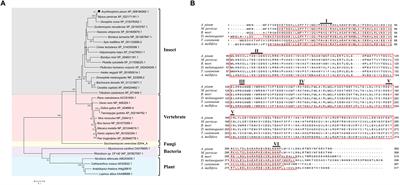 Characterization of the Geranylgeranyl Diphosphate Synthase Gene in Acyrthosiphon pisum (Hemiptera: Aphididae) and Its Association With Carotenoid Biosynthesis